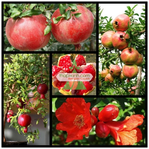 รูปภาพของ Hạt giống cây Lựu