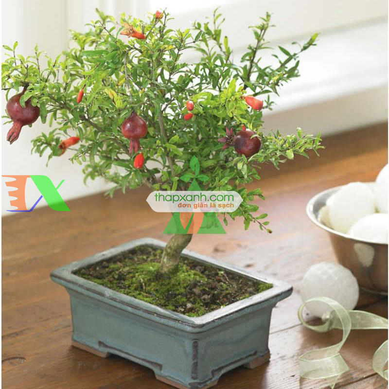 Hạt giống cây Lựu