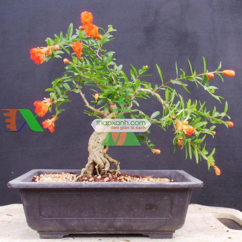 Hạt giống cây Lựu