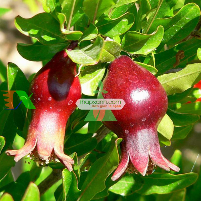 Hạt giống cây Lựu