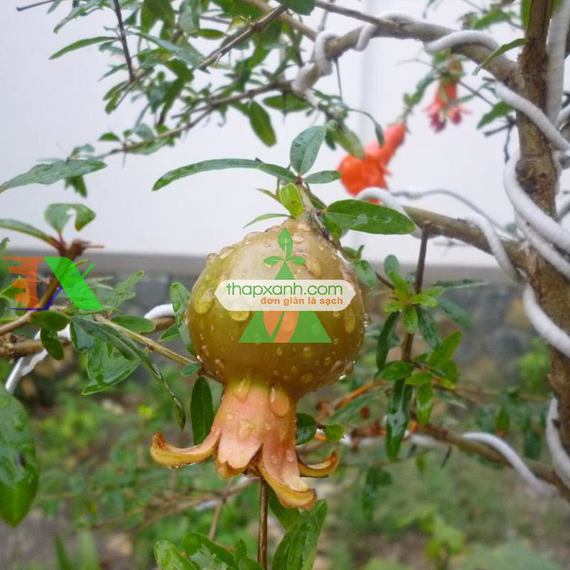 Hạt giống cây Lựu