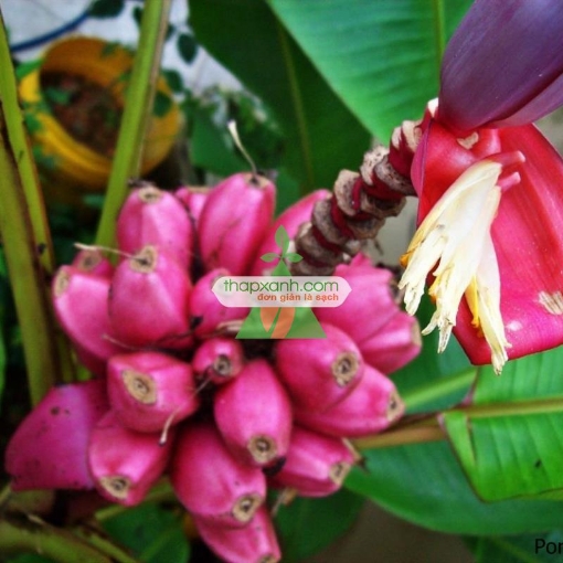 Gambar Hạt giống Chuối Hồng (Chuối Nhung)