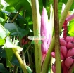 Gambar Hạt giống Chuối Hồng (Chuối Nhung)