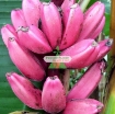 Gambar Hạt giống Chuối Hồng (Chuối Nhung)