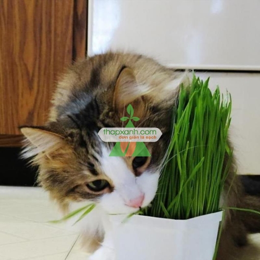 Gambar Hạt giống cỏ cho Mèo