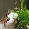 Gambar Hạt giống cỏ cho Mèo