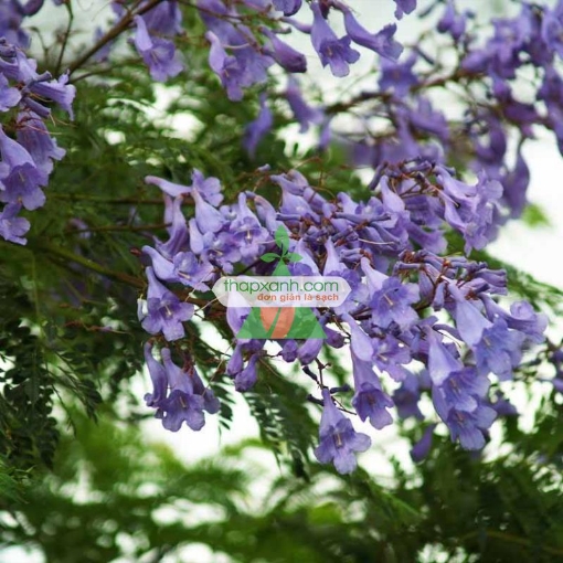 Ảnh của Hạt giống Hoa Phượng Tím