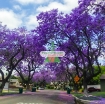 Ảnh của Hạt giống Hoa Phượng Tím