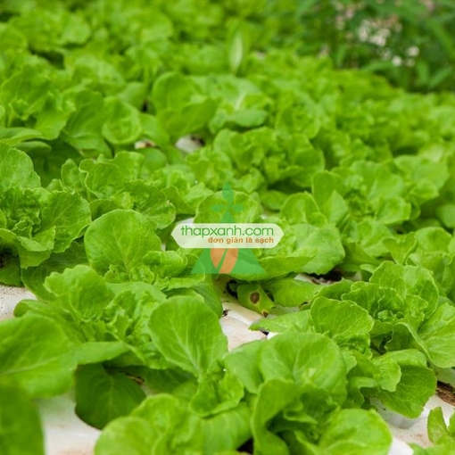 Gambar Hạt giống rau Xà Lách Dún Vàng chịu nhiệt
