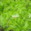 Gambar Hạt giống rau Xà Lách Dún Vàng chịu nhiệt