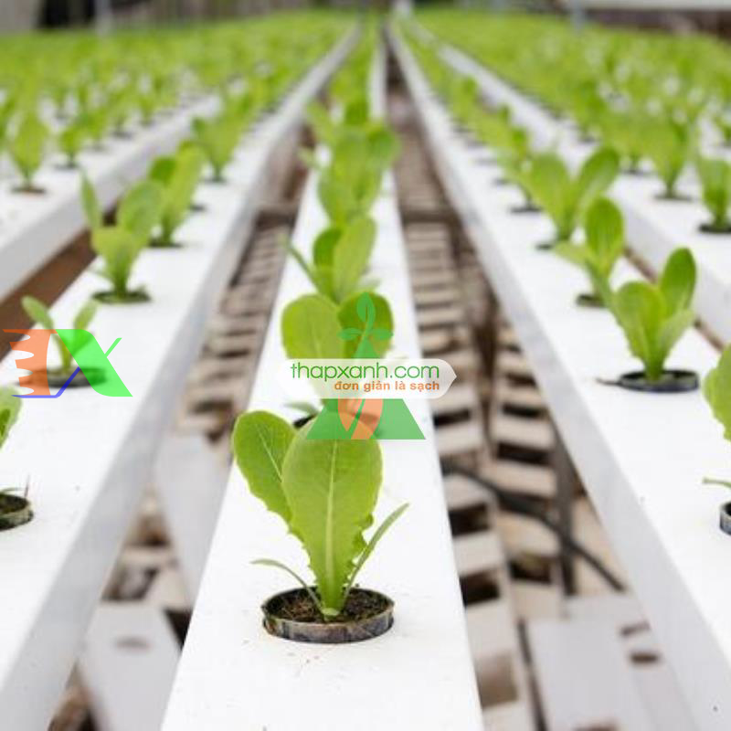 Địa chỉ cung cấp thiết bị, phụ kiện cho thủy canh, Aquaponics