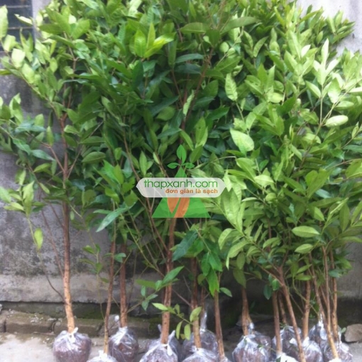 Gambar Cây Lá Vối (Cây Vối)