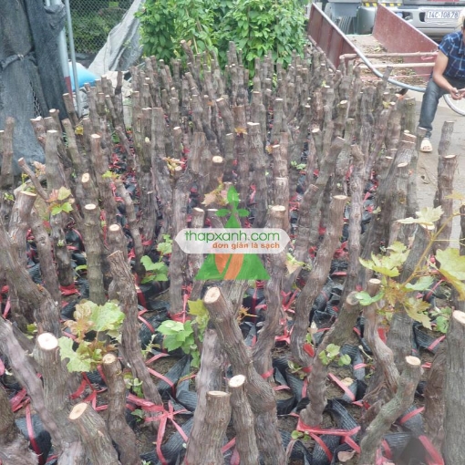 Gambar Cây Nho Pháp (Cây nho Ninh Thuận)