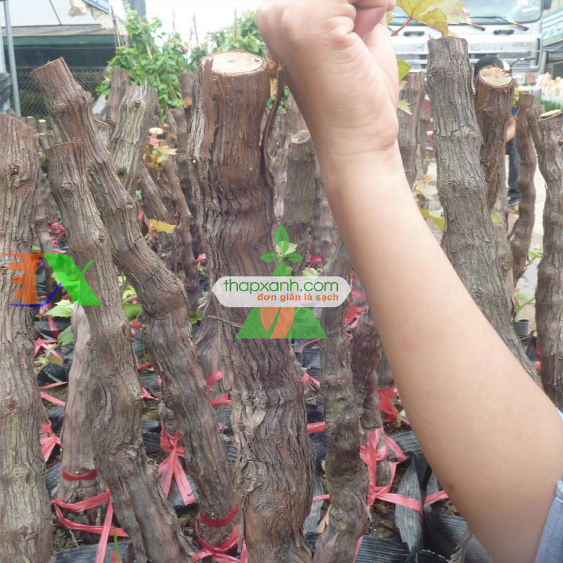 Kỹ thuật trồng và chăm sóc Nho pháp