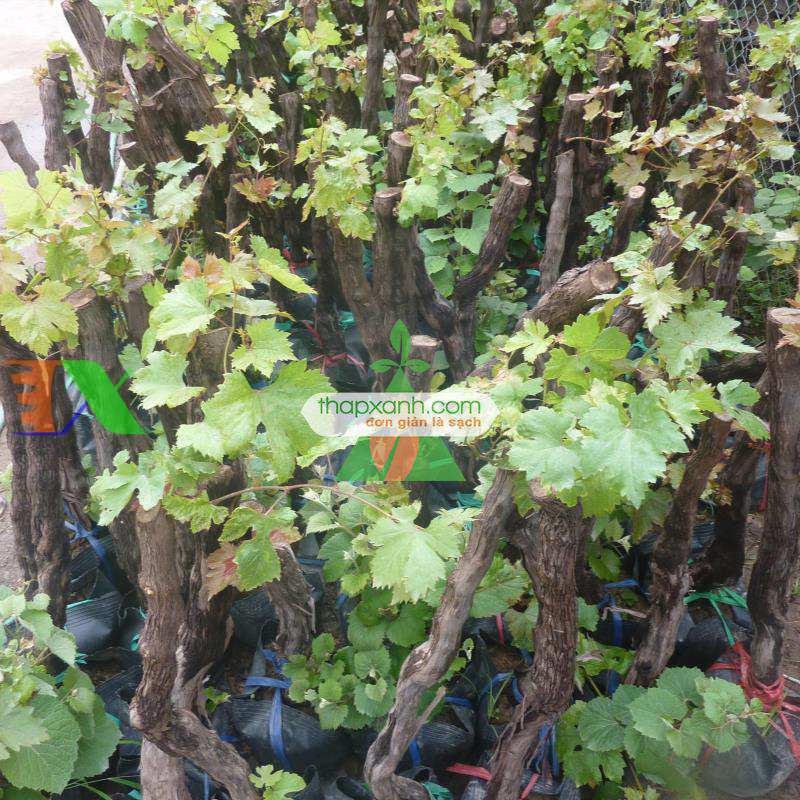 Kỹ thuật trồng và chăm sóc Nho pháp