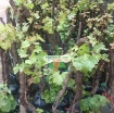 Gambar Cây Nho Pháp (Cây nho Ninh Thuận)