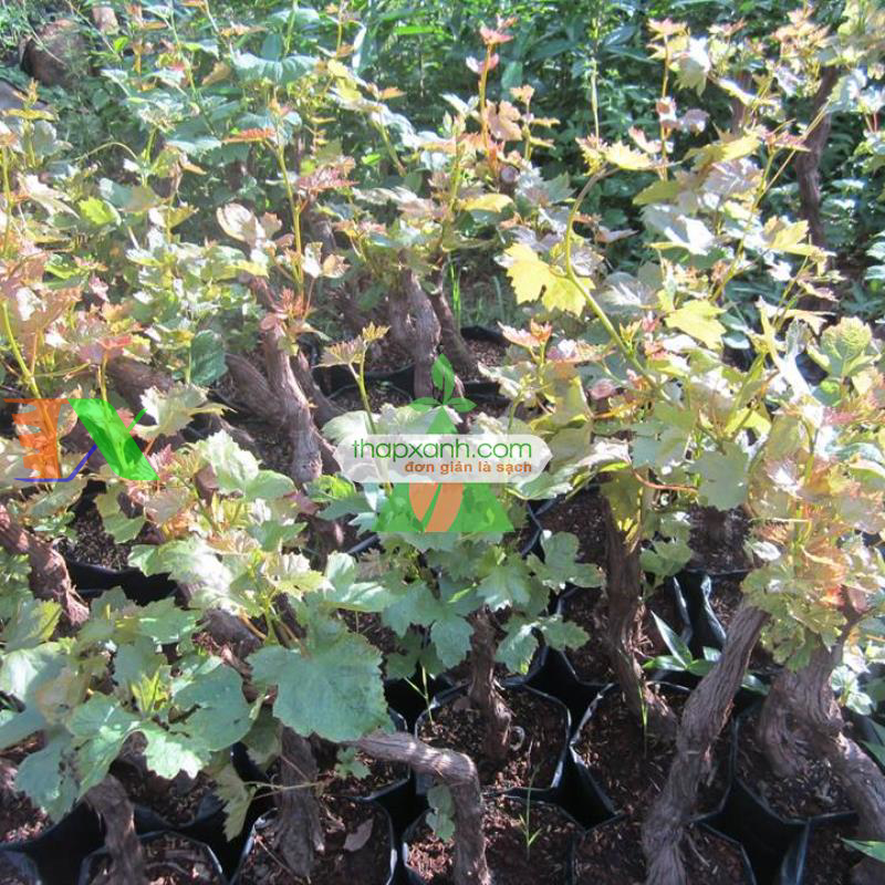 Kỹ thuật trồng và chăm sóc Nho pháp