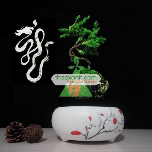 Gambar Chậu cây bay (Air bonsai) (sứ, TX_AB002)