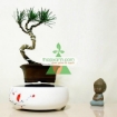 Gambar Chậu cây bay (Air bonsai) (sứ, TX_AB002)