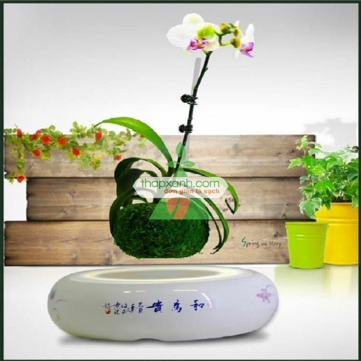 Gambar Chậu cây bay (Air bonsai) (sứ, TX_AB003)