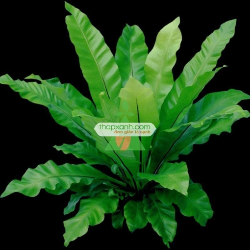 Gambar Cây ổ phụng