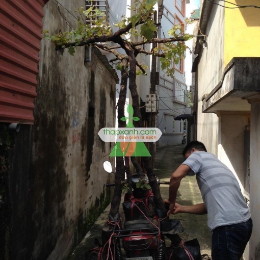 Ảnh của Cây Nho Pháp (Nho Ninh Thuận, khổng lồ)