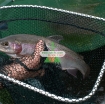 รูปภาพของ Bộ Aquaponics đôi AQ-TX02