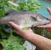 รูปภาพของ Bộ Aquaponics đôi AQ-TX02