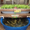 รูปภาพของ Bộ Aquaponics đôi AQ-TX02