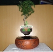 图片 Chậu cây bay (Air bonsai) (sứ, TX_AB006)