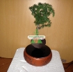 图片 Chậu cây bay (Air bonsai) (sứ, TX_AB006)