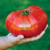 Gambar Hạt giống Cà Chua Khổng Lồ