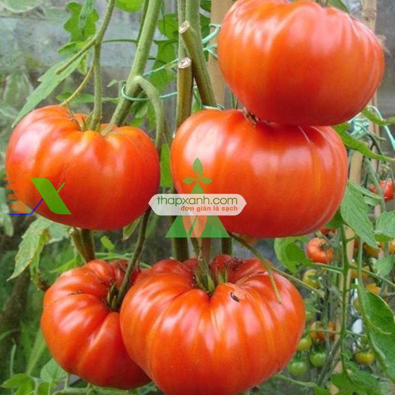 Hạt giống Cà Chua Khổng Lồ