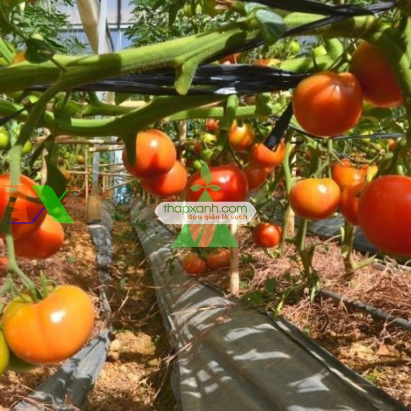 Hạt giống Cà Chua Khổng Lồ