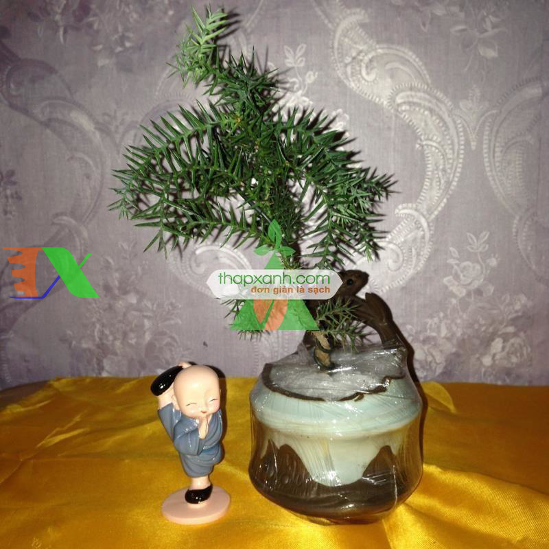 Chậu cây bay (Air bonsai) (sứ, TX_AB003)