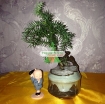 รูปภาพของ Chậu cây bay (Air bonsai) (sứ, TX_AB010)