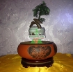 รูปภาพของ Chậu cây bay (Air bonsai) (sứ, TX_AB010)