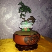 รูปภาพของ Chậu cây bay (Air bonsai) (sứ, TX_AB010)