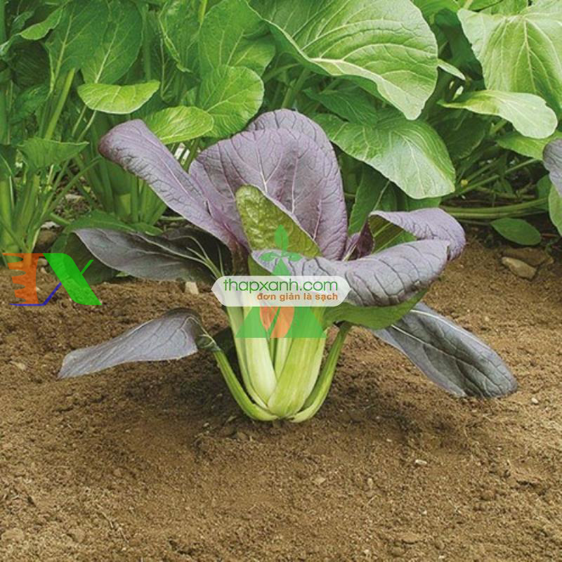 Hạt giống rau Cải Chíp Đỏ