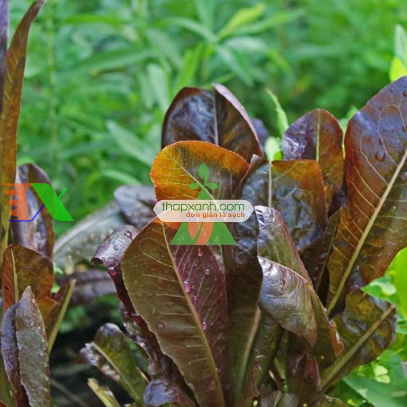 Hạt giống rau Xà Lách Romaine Đỏ