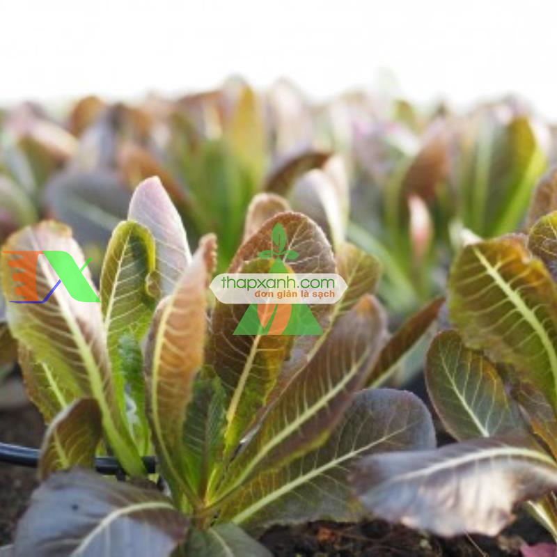 Hạt giống rau Xà Lách Romaine Đỏ