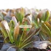 รูปภาพของ Hạt giống rau Xà Lách Romaine Đỏ