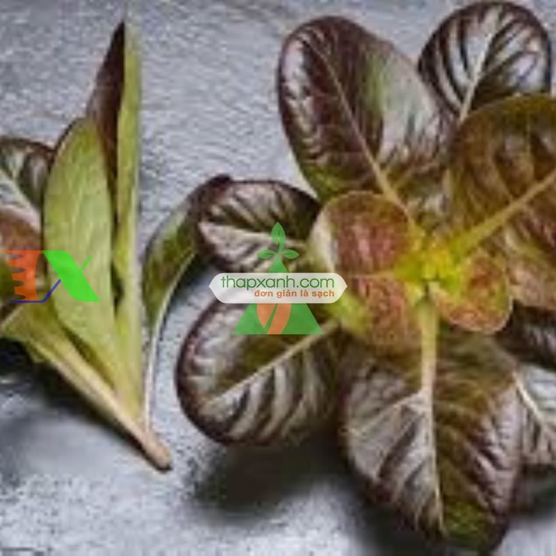 Hạt giống rau Xà Lách Romaine Đỏ
