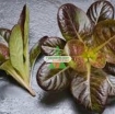 รูปภาพของ Hạt giống rau Xà Lách Romaine Đỏ