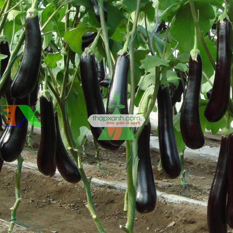 Hạt giống Cà Tím Đen Beauty