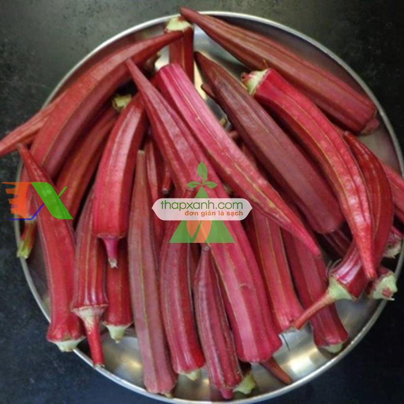 Hạt giống Đậu Bắp Đỏ (Mướp tây)