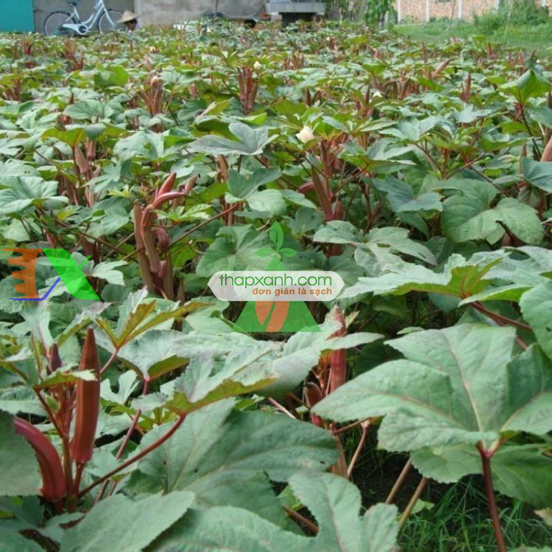 Hạt giống Đậu Bắp Đỏ (Mướp tây)