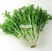 รูปภาพของ Hạt giống rau Xà Lách Oak Leaf Xanh (Xà Lách Sồi Xanh)