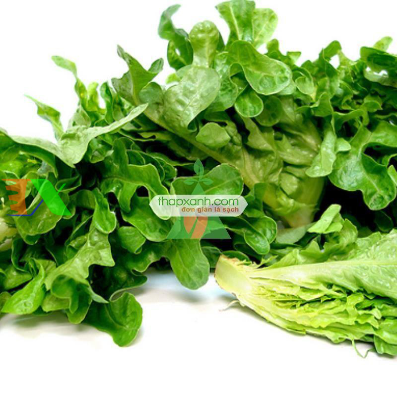 Hạt giống rau Xà Lách Oak Leaf Xanh (Xà Lách Sồi Xanh)