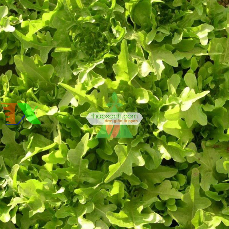 Hạt giống rau Xà Lách Oak Leaf Xanh (Xà Lách Sồi Xanh)